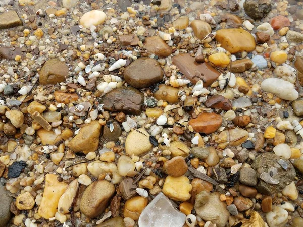 Water Stones Pebbles Shells Shore Beach — Stock Photo, Image