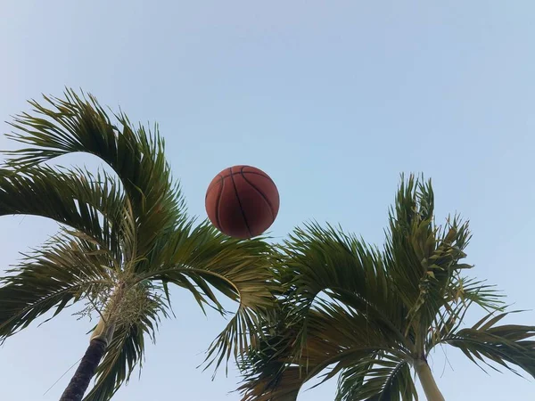 Basketball Der Luft Mit Tropischen Palmen — Stockfoto