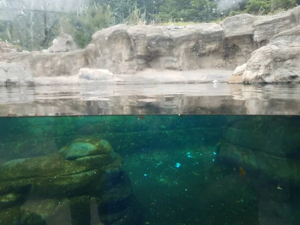 Hayvanat Bahçesinde Pencere Taş Yosunlarla Çevrili Bir Akvaryum — Stok fotoğraf