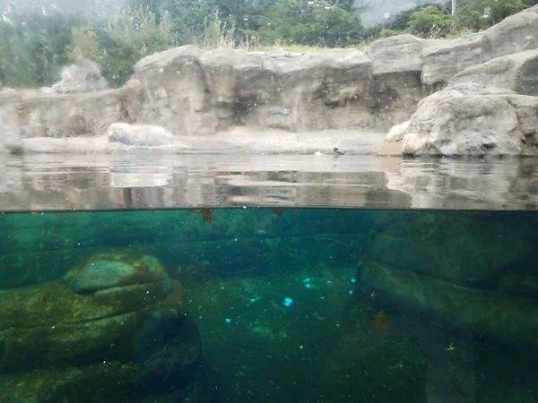 Aquário Recinto Com Janela Água Pedra Algas Jardim Zoológico — Fotografia de Stock