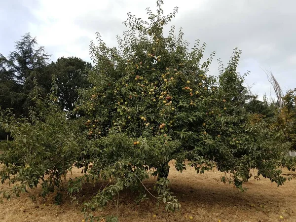 Macieira Com Muitas Maçãs Folhas Verdes Campo Marrom — Fotografia de Stock