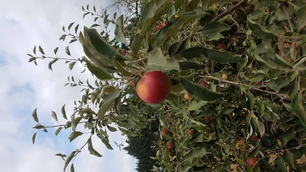 Pommier Rouge Sur Arbre Aux Feuilles Vertes Dans Verger — Photo