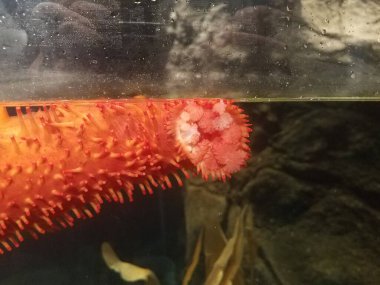 sudaki akvaryumda cam üzerinde turuncu deniz hıyarı