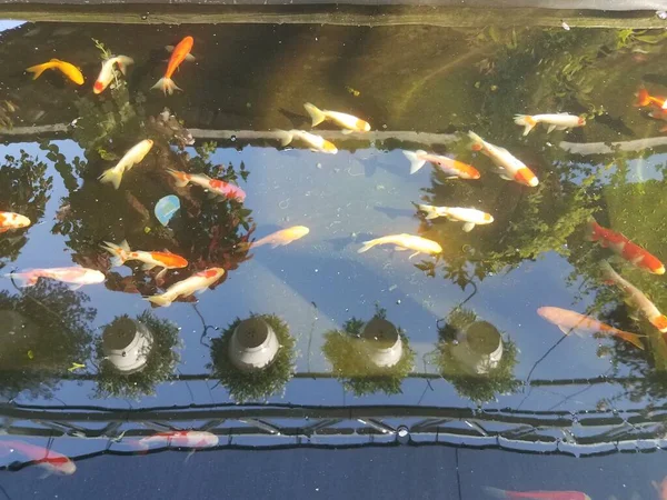 Oranje Witte Vissen Zwemmen Waterreservoir — Stockfoto
