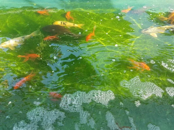 Pesce Arancione Bianco Che Nuota Contenitore Acqua — Foto Stock