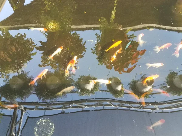 オレンジと白の魚が水筒の中で泳ぎ — ストック写真