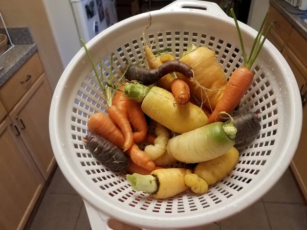 Mano sosteniendo coloridas zanahorias en recipiente blanco — Foto de Stock