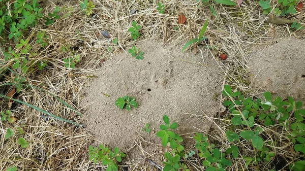 Toprak karınca tepesi ya da tepecik ve çimen — Stok fotoğraf