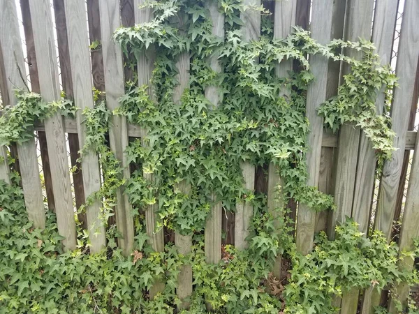 Green ivy leaves vine on wood fence — Stock Photo, Image