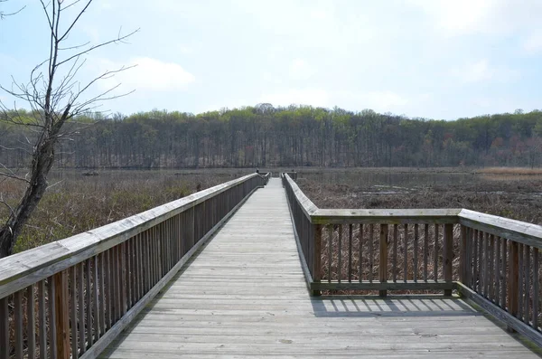 Promenade en bois ou sentier avec des arbres dans les zones humides — Photo