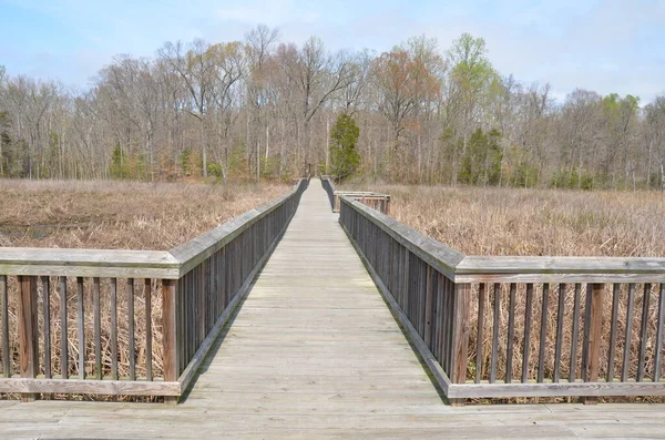 Kayu boardwalk atau trail dengan pohon-pohon di lahan basah — Stok Foto