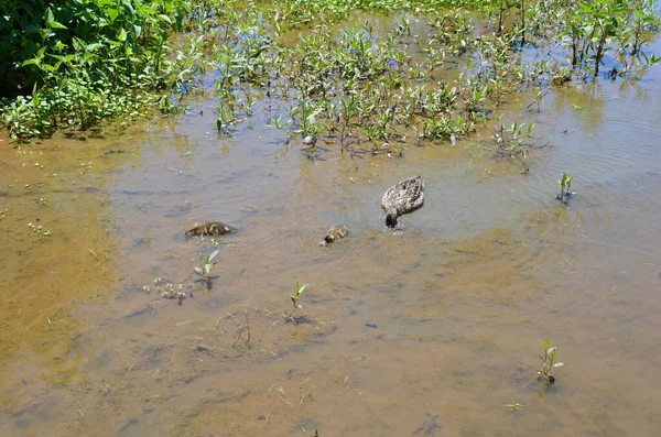 Mãe pato e bebê patos na água com lama — Fotografia de Stock