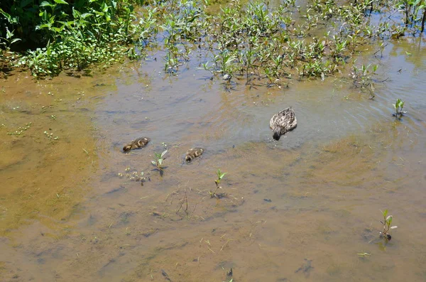 Mãe pato e bebê patos na água com lama — Fotografia de Stock