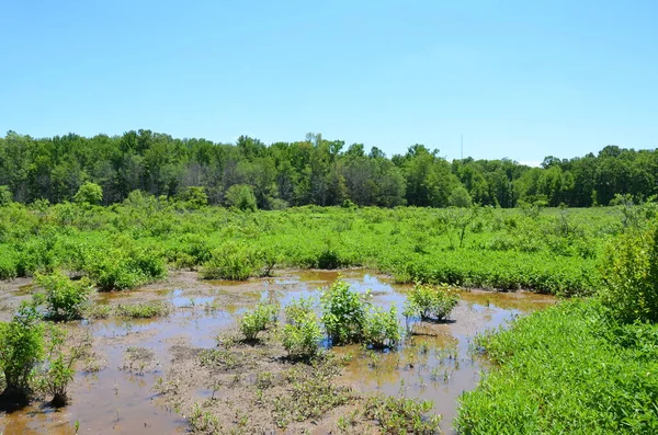 green plants in water with mud in wetland