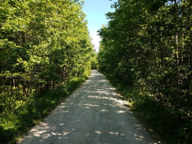 Yol ya da patika Yeşil ağaçlar ve bitkiler