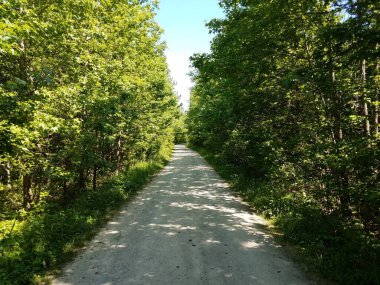 Yol ya da patika Yeşil ağaçlar ve bitkiler