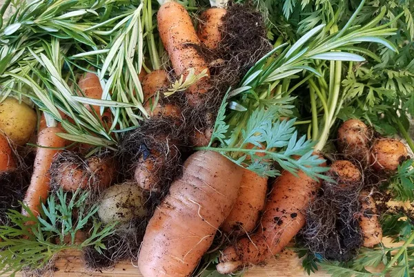 Stapel wortelen met wortels en vuil en rozemarijn — Stockfoto