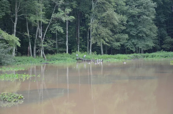 Grandes pássaros guindaste em log e água do lago obscuro — Fotografia de Stock