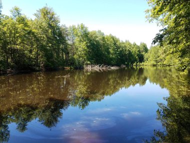 Yansımalı gölet suyu ve yeşil ağaçlar