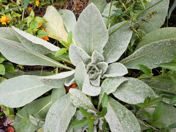 Plant met zachte pluizige en gladde groene bladeren — Stockfoto