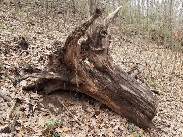 Tronco d'albero capovolto con foglie cadute — Foto Stock