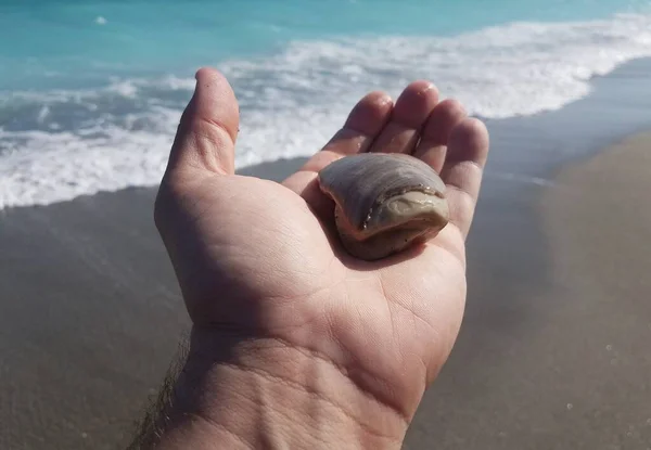 Mão segurando concha na praia com ondas — Fotografia de Stock