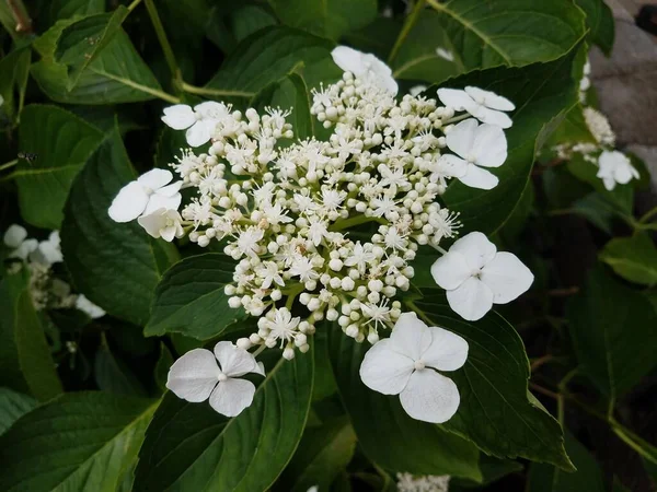 White flower blossoms on hydrangea plant with green leaves — Stock Photo, Image