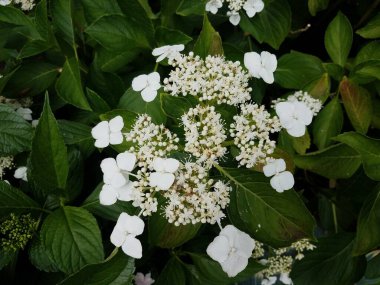 Ortanca bitkisinin üzerinde yeşil yapraklı beyaz çiçekler açar.