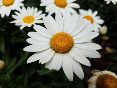 Beyaz taç yaprakları, sarı çiçek ve yeşil yapraklar.