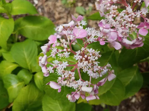Pink flower blossoms on hydrangea plant with green leaves — Stock Photo, Image