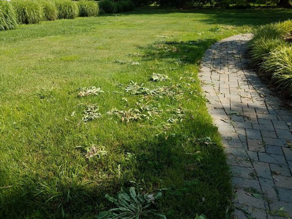 weets scattered on the ground in green grass or lawn with path