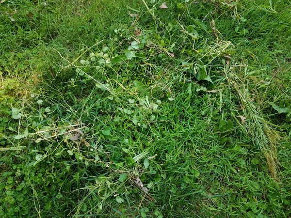 Stapel onkruid op de grond in groen gras of gazon — Stockfoto