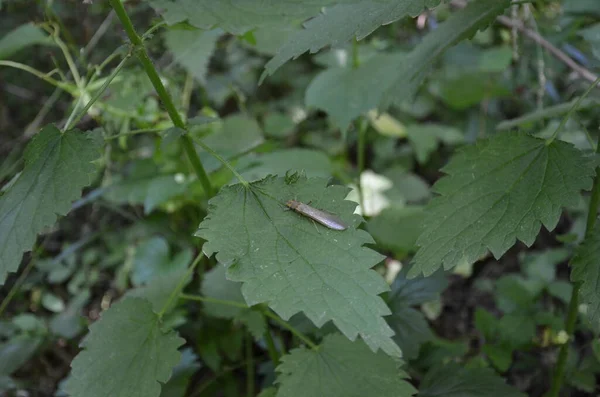 Insecto plano con alas en hoja verde —  Fotos de Stock