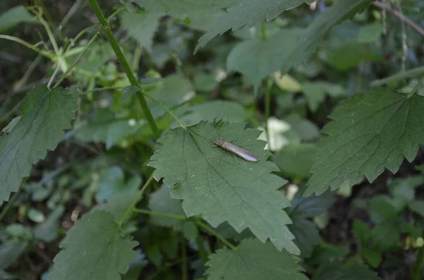 Insecto plano con alas en hoja verde —  Fotos de Stock