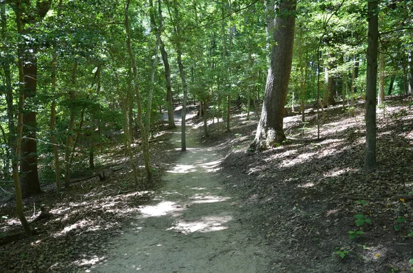Sentiero o sentiero nel bosco o bosco con alberi — Foto Stock