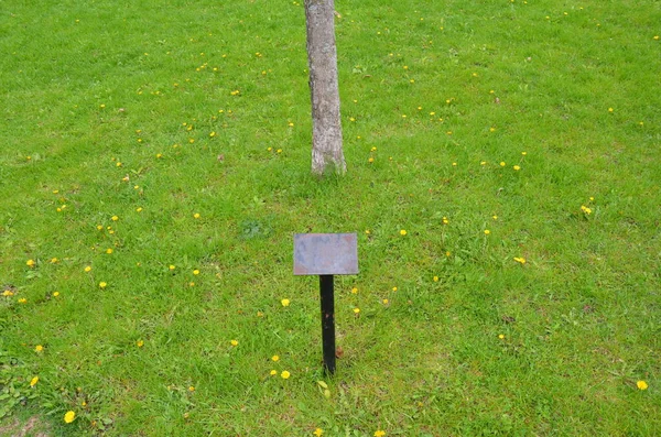 Leeg bord in gras met boom en paardebloemen — Stockfoto