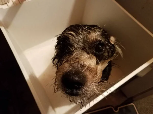 Wet dog taking a bath in utility sink — Stock Photo, Image