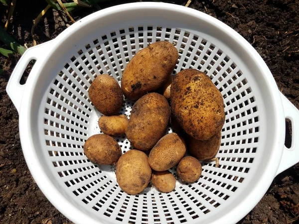 Patatas con suciedad en un recipiente o recipiente blanco — Foto de Stock