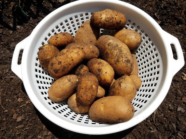 Patatas con suciedad en un recipiente o recipiente blanco — Foto de Stock