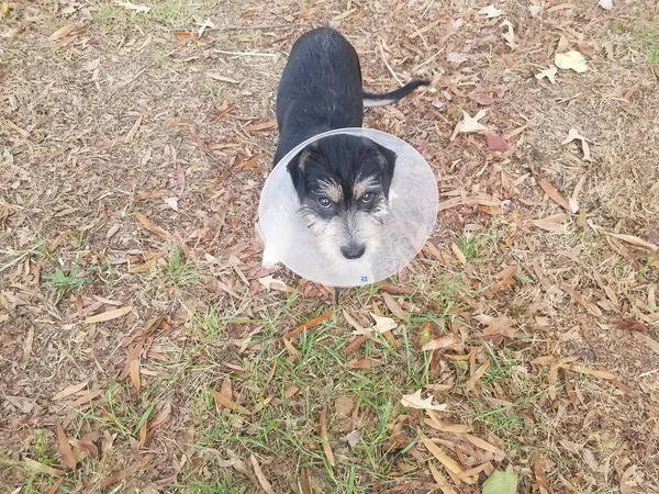 Cachorro preto e branco com cone de plástico e folhas — Fotografia de Stock