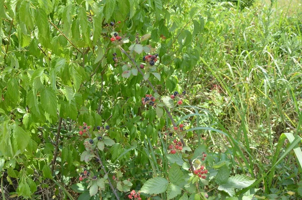 Moras negras y rojas sobre vid con hojas verdes — Foto de Stock