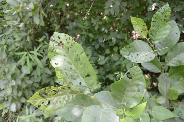 Planta com folhas verdes e pequenos buracos de animais comendo — Fotografia de Stock