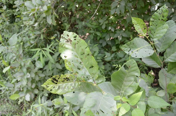 Plant met groene bladeren en kleine gaatjes van dieren die eten — Stockfoto