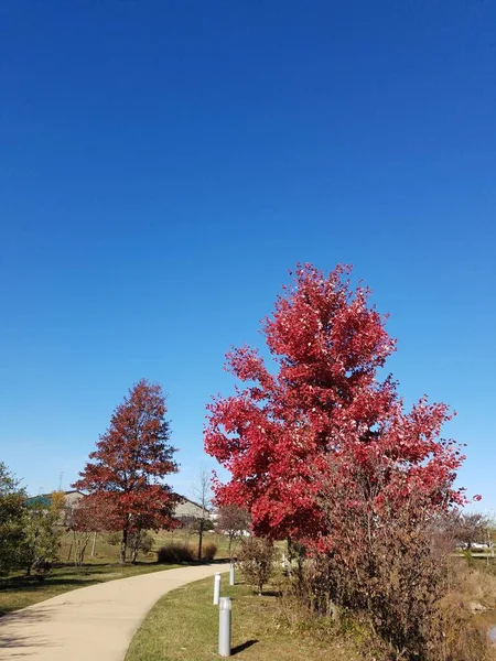 Fogliame rosso su albero con marciapiede o sentiero in cemento — Foto Stock