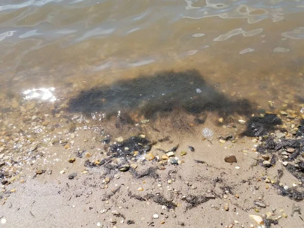 Dirty water black algae and wet sand and pebbles at beach — Stock Photo, Image