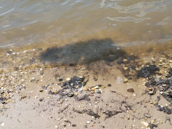汚れた水の黒い藻類と湿った砂と小石はビーチで — ストック写真