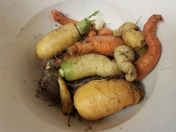 Vuile wortelen uit de tuin met vuil in witte container — Stockfoto