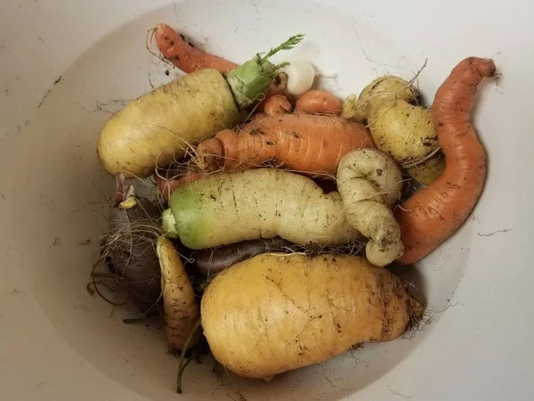 Vuile wortelen uit de tuin met vuil in witte container — Stockfoto