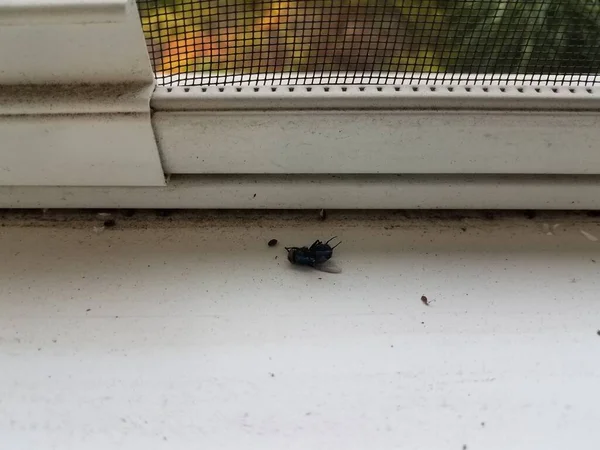 Dead fly insect on dirty white window sill — Stock Photo, Image