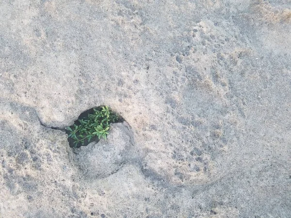 Planta verde creciendo en agujero en roca en la playa en Isabela, Puerto Rico — Foto de Stock